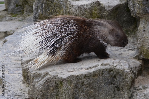 the porcupine takes refuge in its den photo