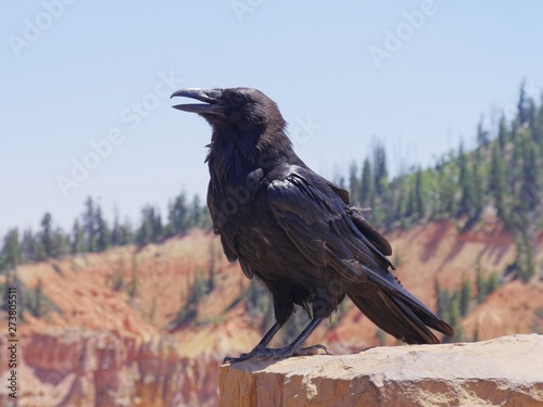 Medium close side view of a black bird perched on a ledge