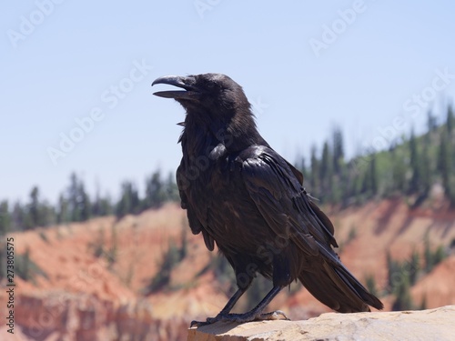 Medium close, side view of a black bird perched on a ledge with its beak open