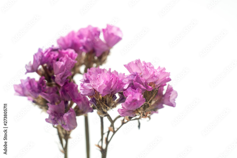 Obraz premium Close up of pink Flower on a white background.