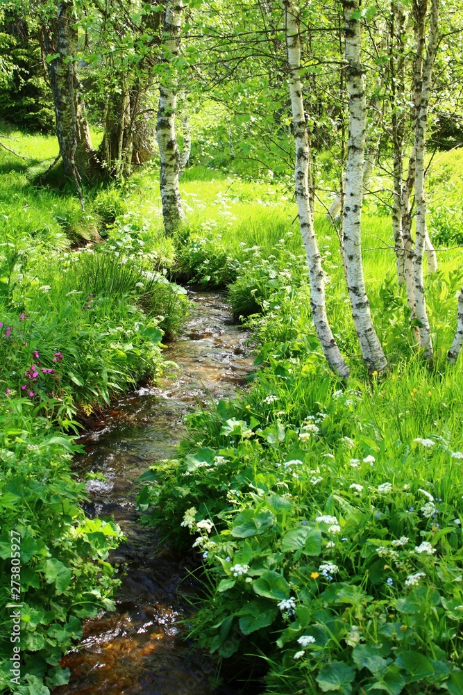 romantischer bachlauf Birkenhain romantischer bachlauf Birkenhain