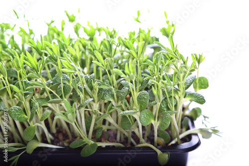 healthy and delicious microgreens close up