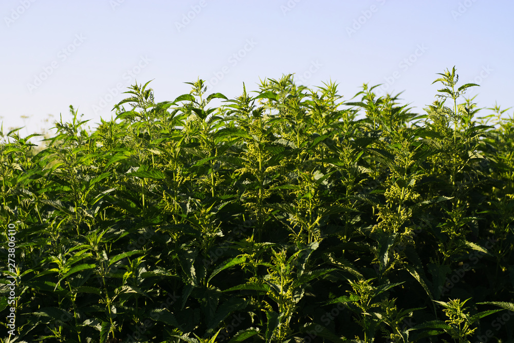 nettle in all its glory on a clear day nettle in all its glory on a clear day