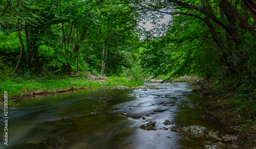 river in green forest