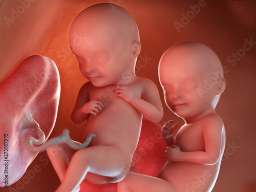 3d rendered medically accurate illustration of twin fetuses - week 32 photo