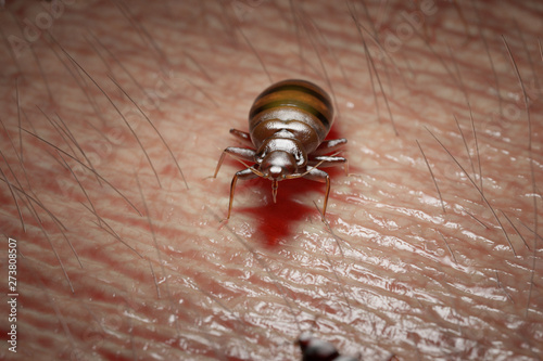 Foto 3d rendered medically accurate illustration of a bed bug on human skin