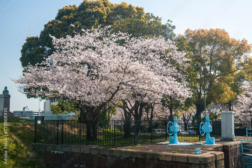 Obraz premium 青空と満開の桜の花