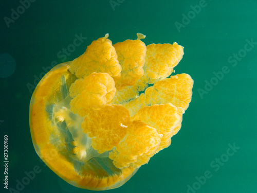 A Golden jellyfish close-up. Jellyfish lake, Palau