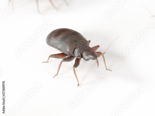 3d rendered medically accurate illustration of a bed bug on white background © Sebastian Kaulitzki