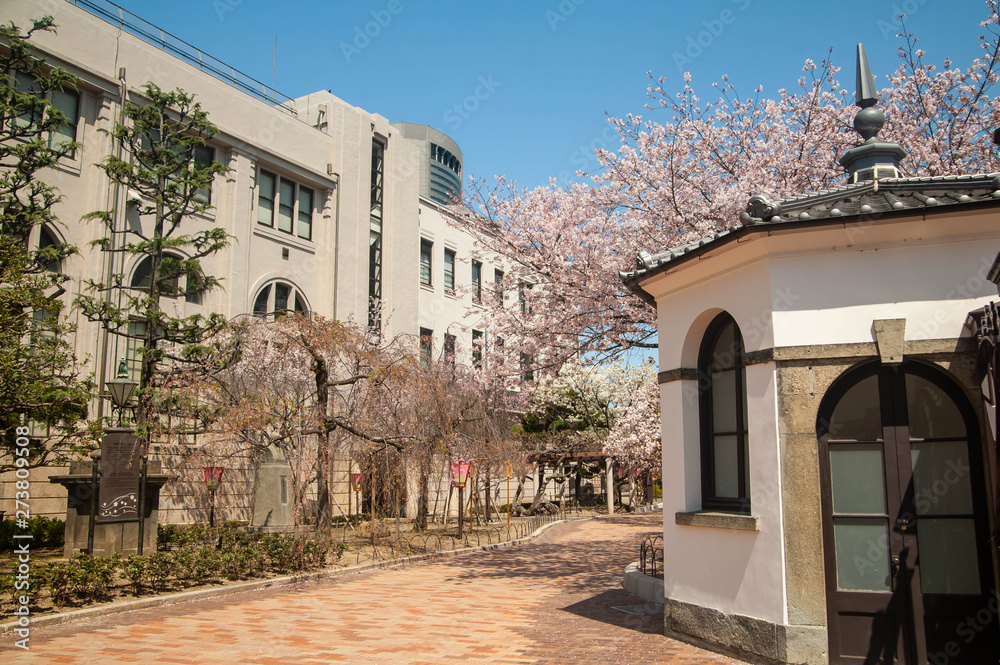 古い建築物と桜の花