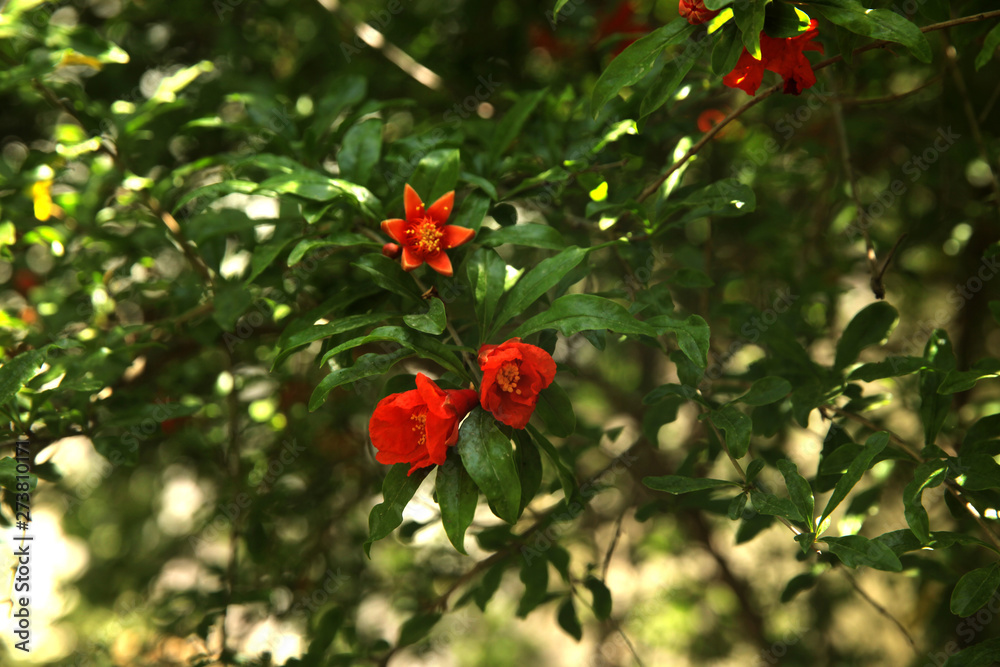 Flowering pomegranate tree. Pomegranate flowers and green leaves