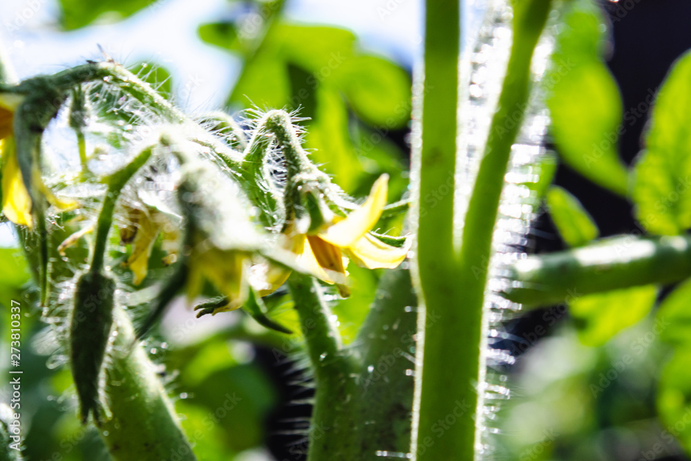 Naklejka premium Bright yellow flowers of tomatoes. Tomato flowers on the stem.