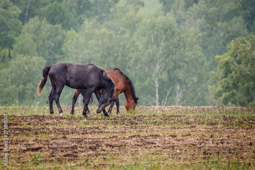 horse © Александр Денисюк