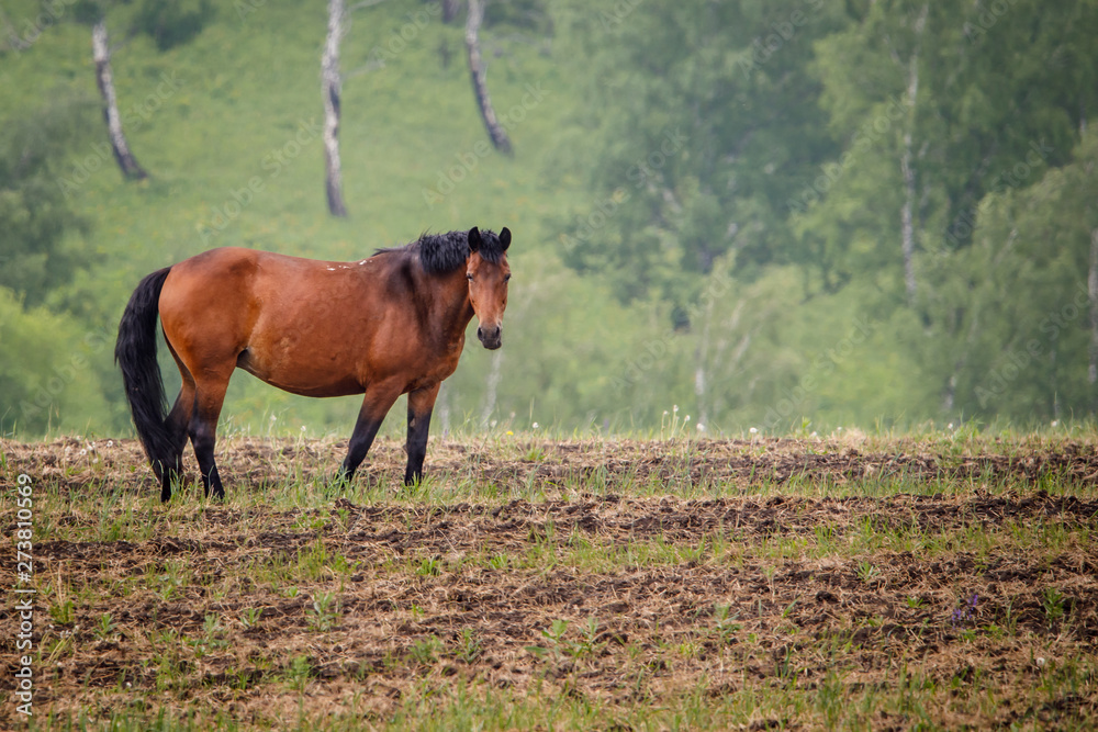 Fototapeta premium horse