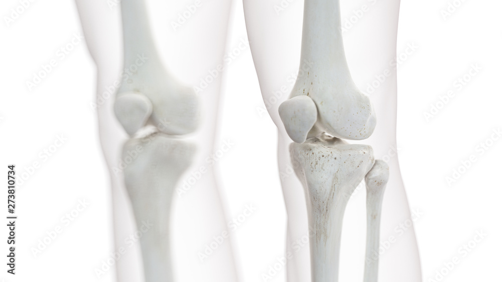 3d rendered medically accurate illustration of the knee joint
