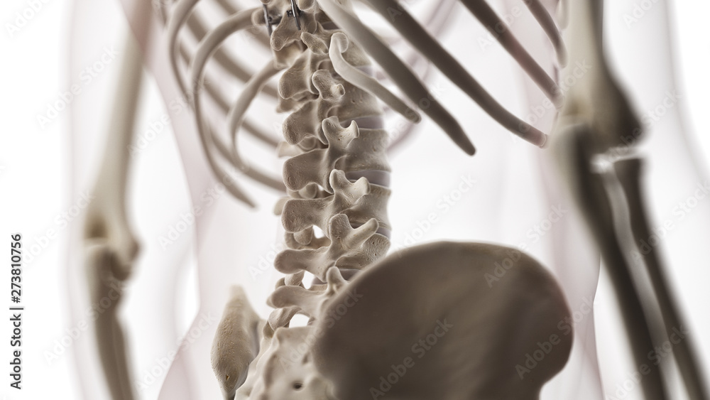 3d rendered medically accurate illustration of the lumbar spine - obrazy, fototapety, plakaty 