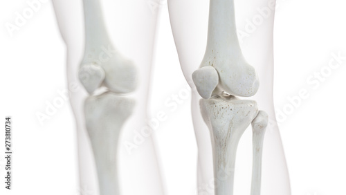 3d rendered medically accurate illustration of the knee joint photo