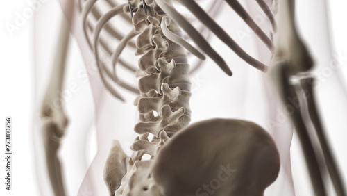 3d rendered medically accurate illustration of the lumbar spine photo