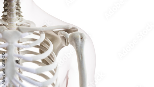 3d rendered medically accurate illustration of the shoulder joint photo