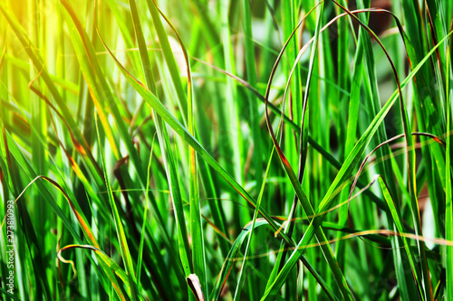 Leaves of green lemongrass background.Orange light from the photo editor