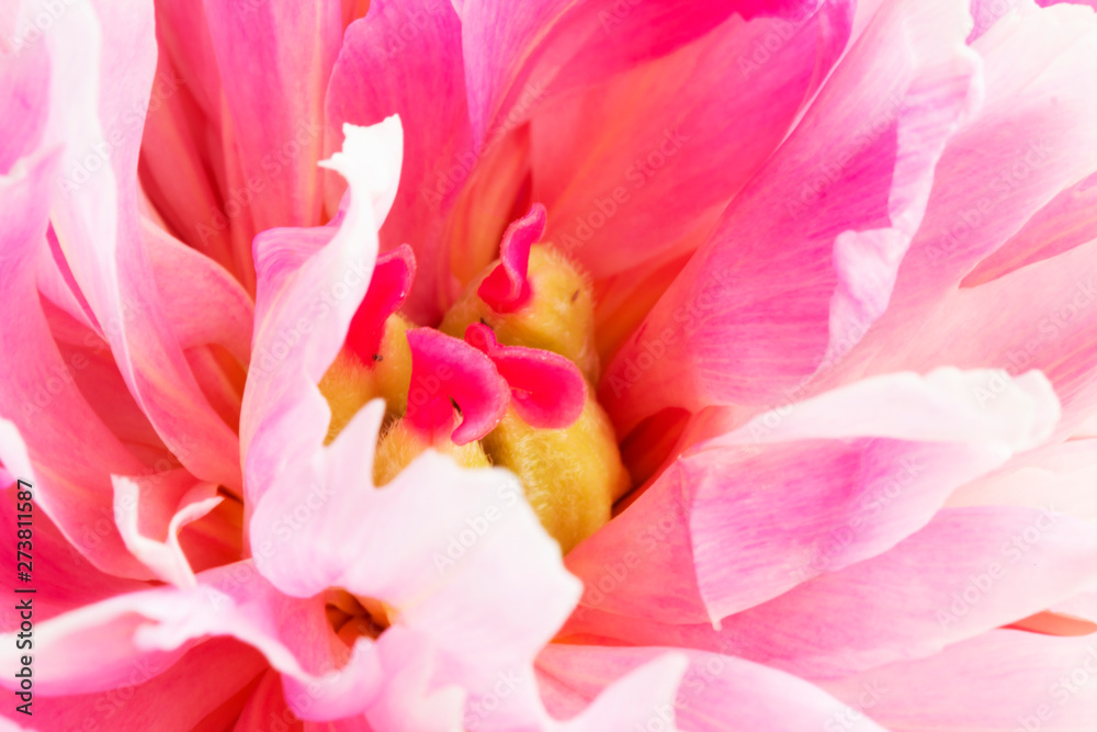 Pink peony closeup. Inside the flower.