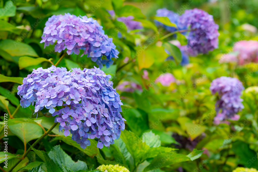purple hydrangea