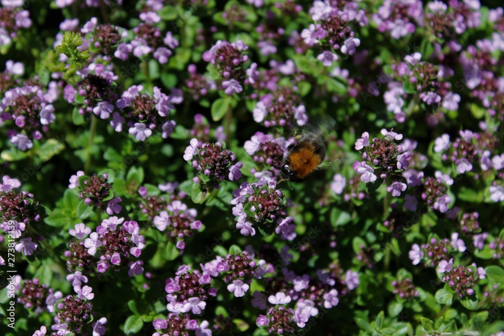 Obraz premium Big Bumblebee flies over small flowers.