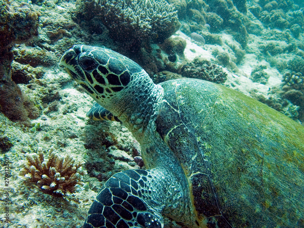 Fototapeta premium Sea turtle on a reef