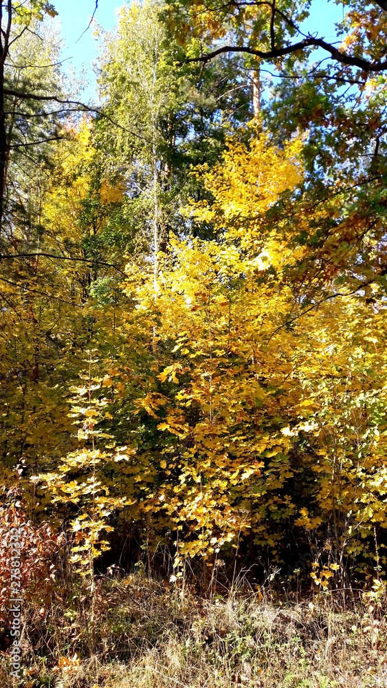 Fototapeta premium trees in the fall with yellow , red, and green leaves