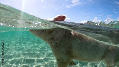 pig swimming in a water near island of Exuma Bahamas