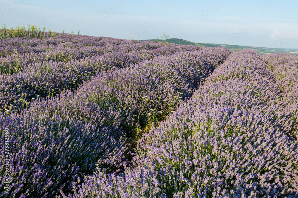 Obraz premium Flowers in the lavender fields in the Bulgaria mountains.