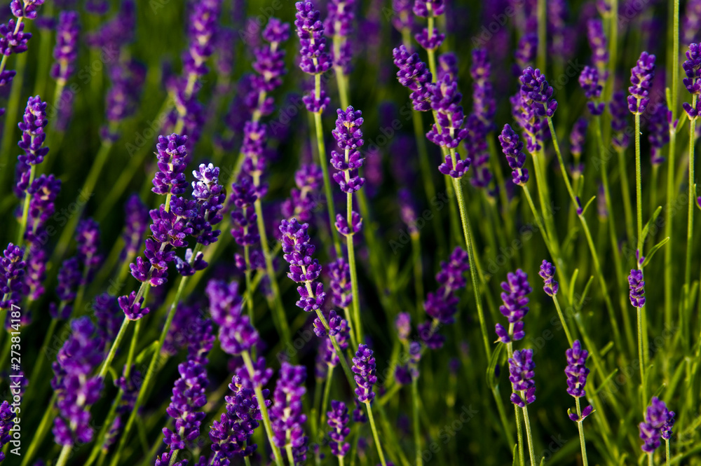 Fototapeta premium Lavender full frame texture, selective focus.