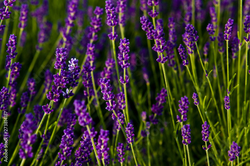 Lavender full frame texture, selective focus. © AHatmaker