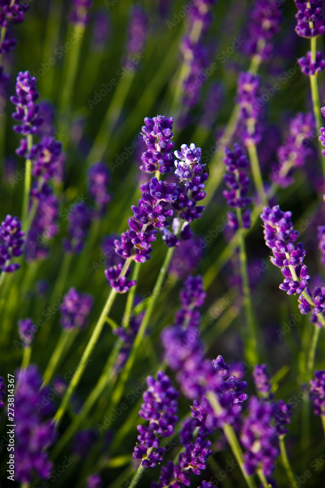 Lavender full frame texture, selective focus. Lavender full frame texture, selective focus.