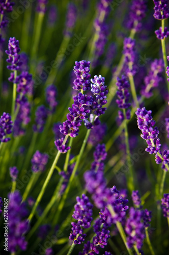 Lavender full frame texture  selective focus.