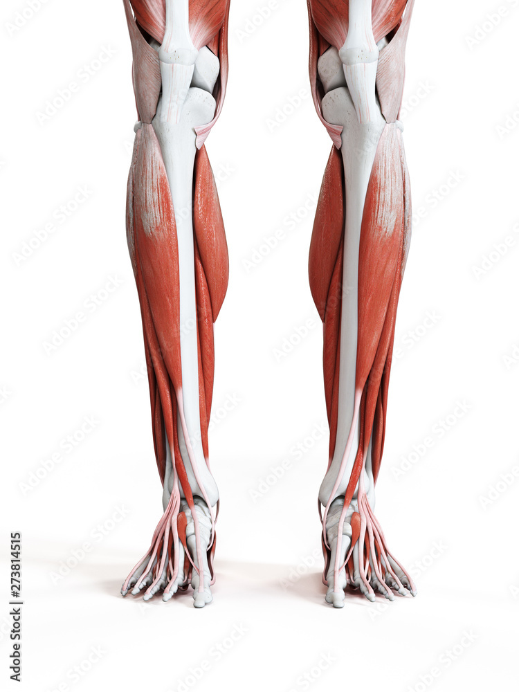 3d rendered medically accurate illustration of the leg muscles