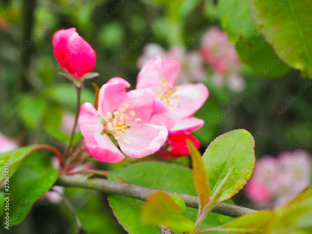 Beautiful flower on the way Waiting for visitors to visit Beautiful flower on the way Waiting for visitors to visit