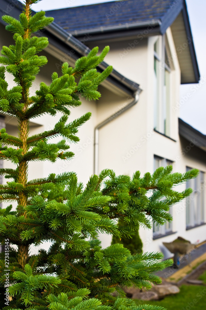 A fresh pine tree in front of a modern house. A fresh pine tree in front of a modern house.