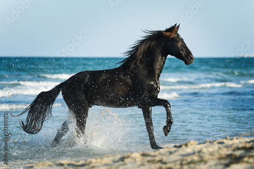 Fotografie, Obraz Black Berber stallion cantering through the Mediterranean Sea