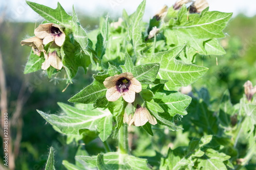 flowers of black henbane (Hyoscyamus niger), a poisonous plant in the nightshade family photo