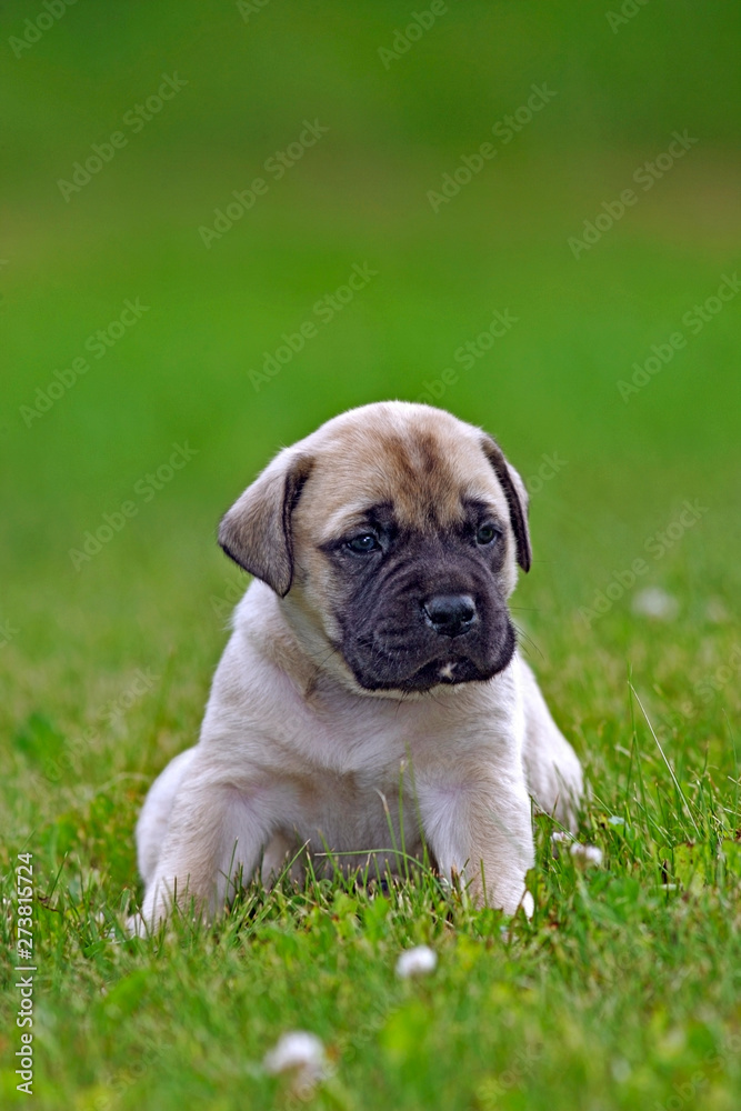 English Mastiff puppy, few week old, sitting on grass, watching.