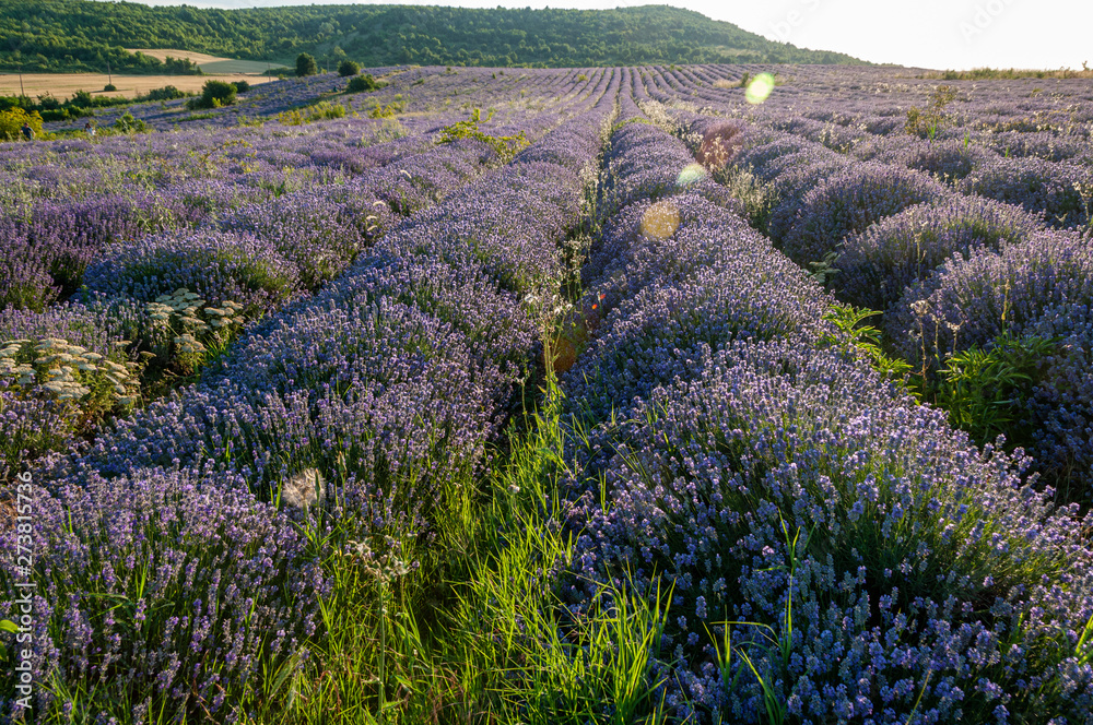 Fototapeta premium Flowers in the lavender fields in the Bulgaria mountains.