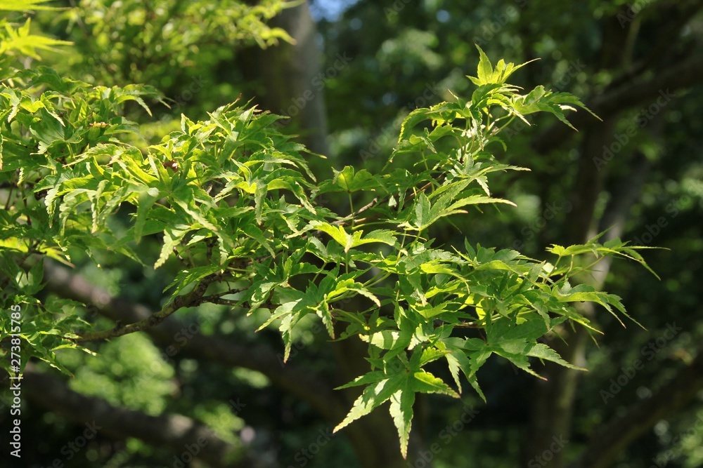 Acer japonicum deciduous tree in park Acer japonicum deciduous tree in park