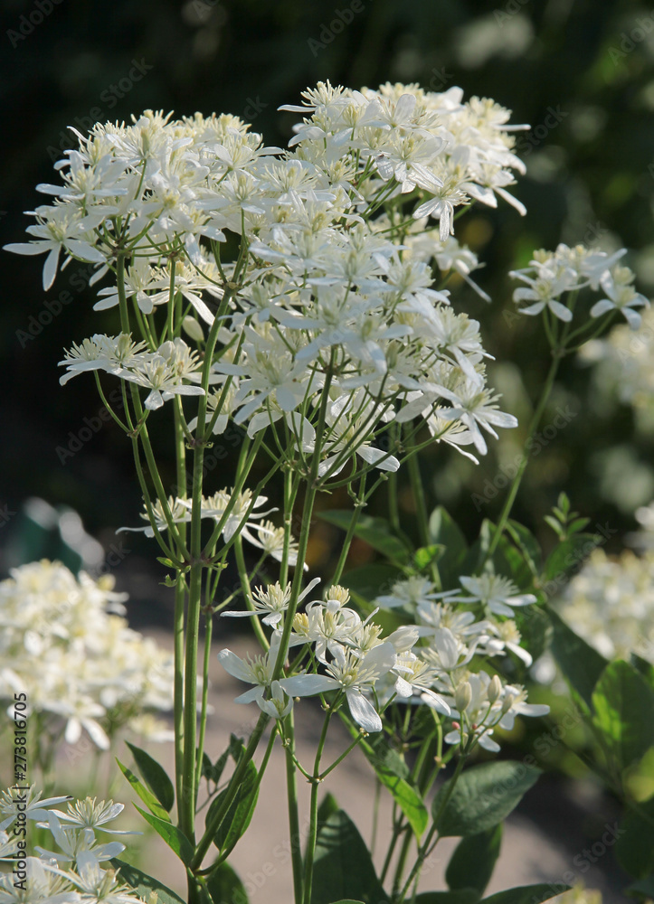Fototapeta premium ranunculacea plants with white flowers
