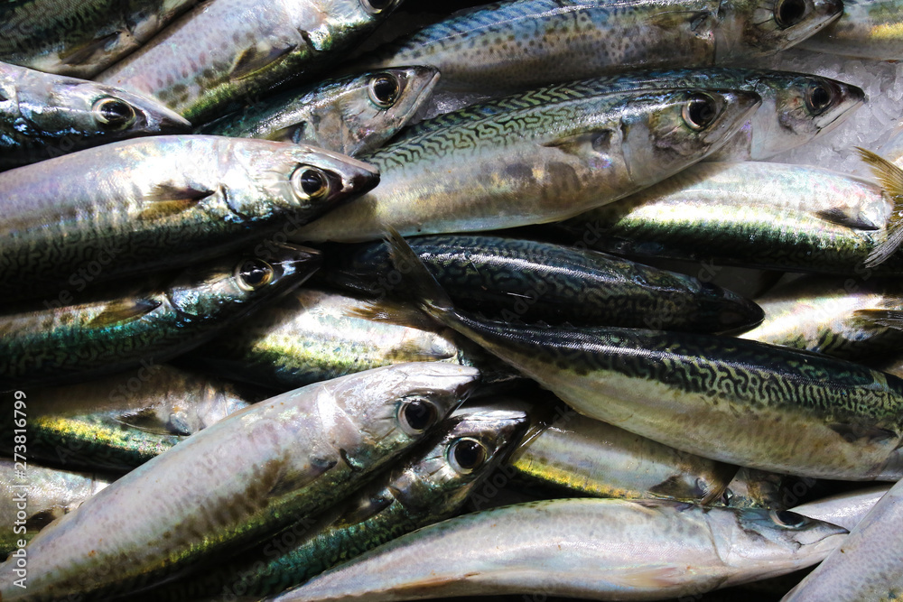 Fresh Atlantic chub mackerel fish