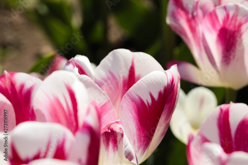 Fototapeta Naklejka Na Ścianę i Meble -  Beautiful bouquet of tulips nature background.