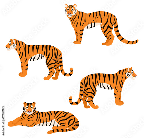  Set of tigers isolated on white background. Vector illustration.