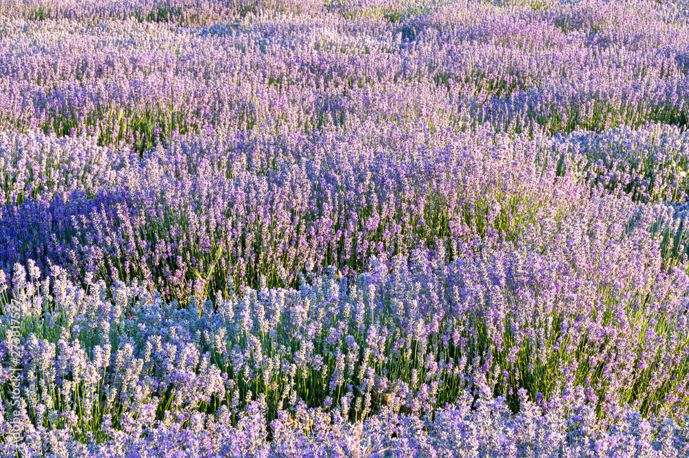 Naklejka premium Flowers in the lavender fields in the Bulgaria mountains.