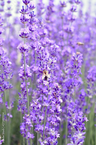 A bee collects pollen from a lavender field.