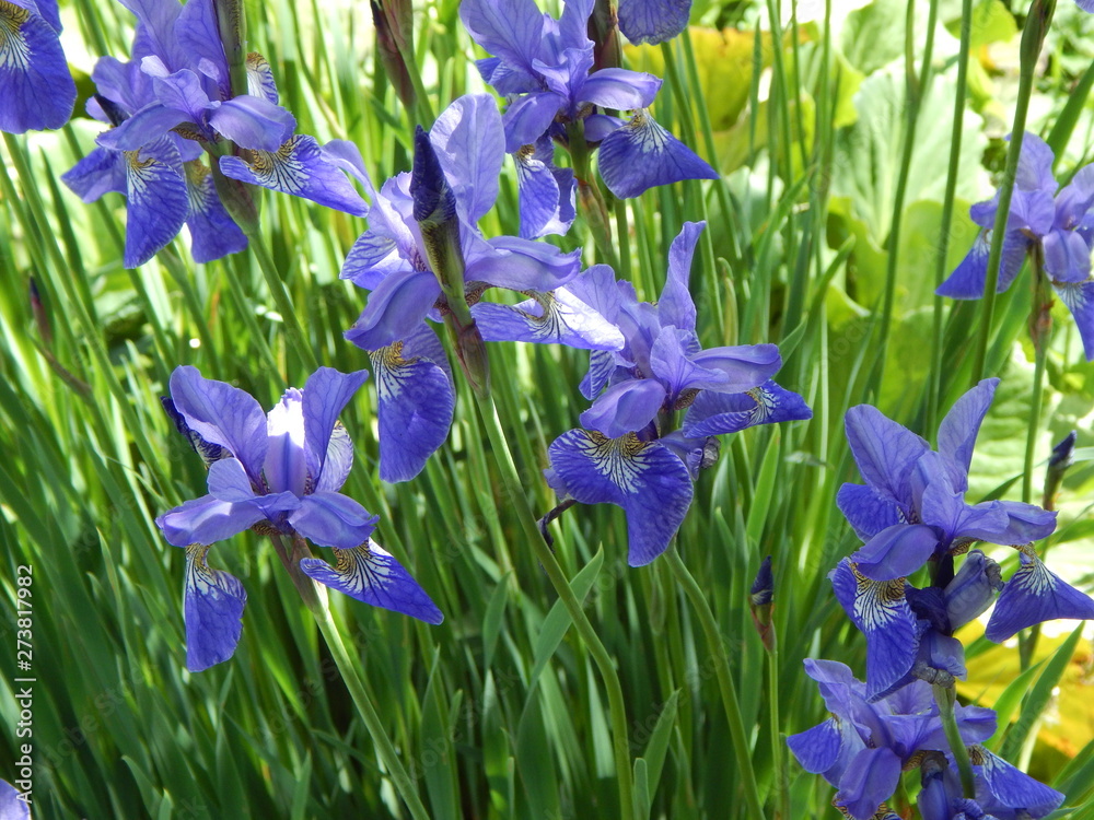 Fototapeta premium Blue irises bloom in a meadow or flowerbed